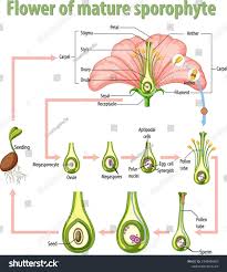 Attēlu rezultāti vaicājumam “sporophyte”