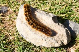 Attēlu rezultāti vaicājumam “Lasiocampa quercus”