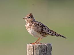 Image result for Alauda arvensis