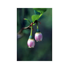 Attēlu rezultāti vaicājumam “Vaccinium uliginosum bud”