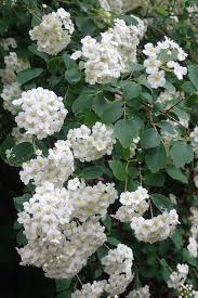 Attēlu rezultāti vaicājumam “Spiraea chamaedryfolia flower”