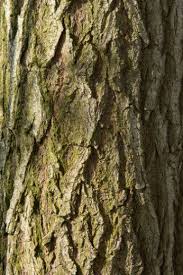 Attēlu rezultāti vaicājumam “Salix x sepulcralis”