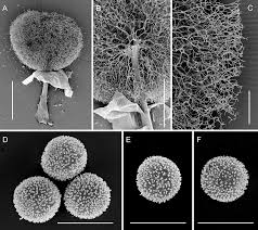 Attēlu rezultāti vaicājumam “Dianema nivale sessile”