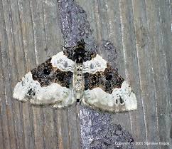 Attēlu rezultāti vaicājumam “Cosmorhoe ocellata”