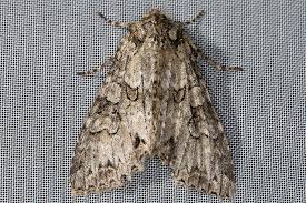 Attēlu rezultāti vaicājumam “Polia nebulosa”