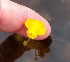 Attēlu rezultāti vaicājumam “Utricularia intermedia leaf”