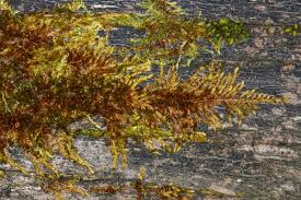 Attēlu rezultāti vaicājumam “Platygyrium repens”