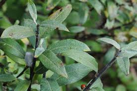 Attēlu rezultāti vaicājumam “Salix lapponum”