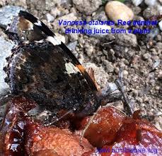 Attēlu rezultāti vaicājumam “Clossiana euphrosyne underside”