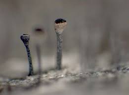 Attēlu rezultāti vaicājumam “Calicium salicinum”