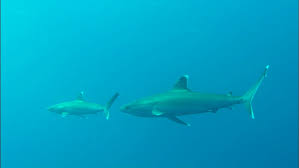 Image result for Carcharhinus albimarginatus