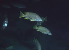 Image result for Lutjanus apodus