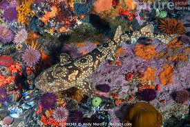 Image result for Haploblepharus pictus