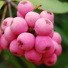 Attēlu rezultāti vaicājumam “Symphoricarpos albus fruit”