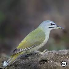 Attēlu rezultāti vaicājumam “Picus canus female”