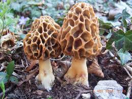 Attēlu rezultāti vaicājumam “Morchella sp.”