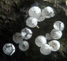 Attēlu rezultāti vaicājumam “Badhamia capsulifera”