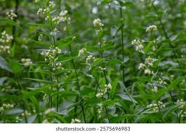 Attēlu rezultāti vaicājumam “Vincetoxicum hirundinaria”