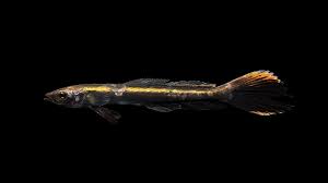 Image result for Rachycentron canadum