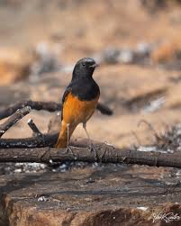 Attēlu rezultāti vaicājumam “Phoenicurus ochruros”