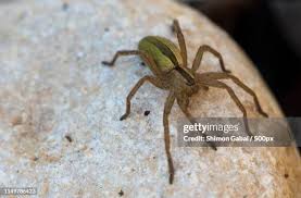 Attēlu rezultāti vaicājumam “Micrommata virescens”