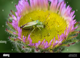 Attēlu rezultāti vaicājumam “Stenotus binotatus male”