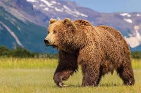 Image result for brown bear