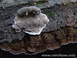 Attēlu rezultāti vaicājumam “Datronia mollis”