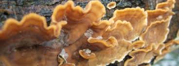 Attēlu rezultāti vaicājumam “Stereum hirsutum”