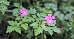 Attēlu rezultāti vaicājumam “Geranium robertianum flower”