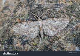 Attēlu rezultāti vaicājumam “Eupithecia tenuiata”