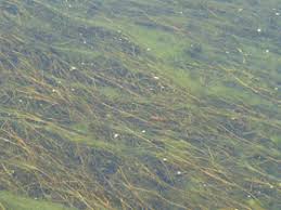 Attēlu rezultāti vaicājumam “Stuckenia pectinata leaf”