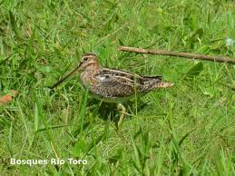 Image result for Gallinago delicata
