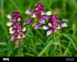 Attēlu rezultāti vaicājumam “Melampyrum cristatum”