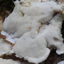 Attēlu rezultāti vaicājumam “Postia stiptica”