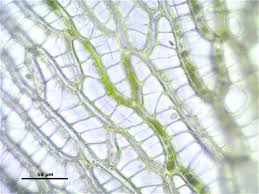 Attēlu rezultāti vaicājumam “Sphagnum centrale”
