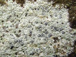 Attēlu rezultāti vaicājumam “Arthonia leucopellaea”