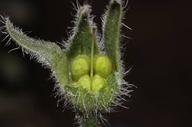 Attēlu rezultāti vaicājumam “Boraginaceae”