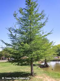 Attēlu rezultāti vaicājumam “Taxodium distichum”