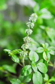 Attēlu rezultāti vaicājumam “Labiatae”