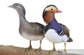 Attēlu rezultāti vaicājumam “Aix galericulata”