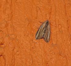 Attēlu rezultāti vaicājumam “Nycteola sp.”