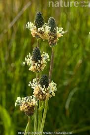 Attēlu rezultāti vaicājumam “Plantago lanceolata flower”