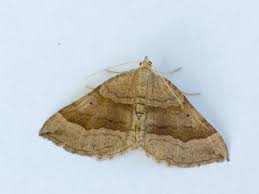 Attēlu rezultāti vaicājumam “Scotopteryx chenopodiata”