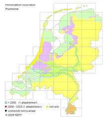 Attēlu rezultāti vaicājumam “Homomallium incurvatum”
