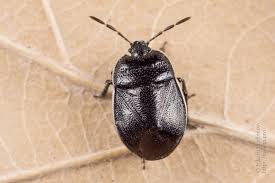 Attēlu rezultāti vaicājumam “Adomerus biguttatus”