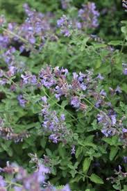 Attēlu rezultāti vaicājumam “Nepeta x faassenii leaf”