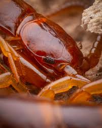 Attēlu rezultāti vaicājumam “Lithobius forficatus”