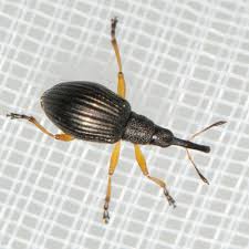 Attēlu rezultāti vaicājumam “Apionidae”