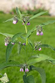 Image result for Symphytum officinale